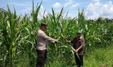 Dukung Ketahanan Pangan,Polsek Kampar Kiri Pantau lahan Jagung di Gunung Sahilan