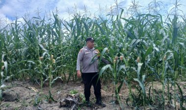 Komitmen Jalankan Asta Cita Presiden,Polsek Kampar Kiri Terus Galakan Penanaman Jagung