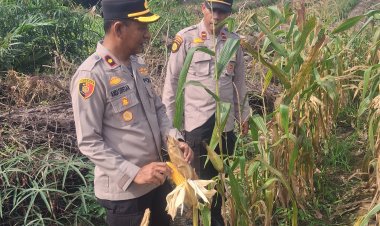Lahan Ketahtanan Pangan Polsek Kampar Kiri Berkembang Baik – Jagung Pipil 1,8 Ha Siap Dipanen Bulan Depan