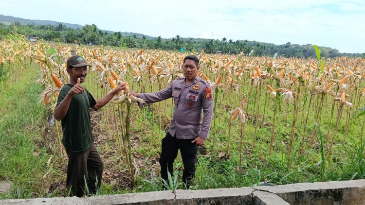 Polsek Kampar Kiri Periksa Tanaman Jagung Kelompok Tani Presisi – Kondisi Bagus, Siap Panen Bulan Juni   