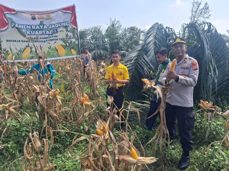 POLSEK KAMPAR KIRI GANDENG KELOMPOK TANI – PANEN RAYA JAGUNG PIPIL 1 TON DI GUNUNG MULYA, HASILNYA KE BULOG"   