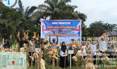 Polsek Kampar Kiri Sukses Laksanakan Panen Raya, Komitmen Kuat Jaga Ketahanan Pangan