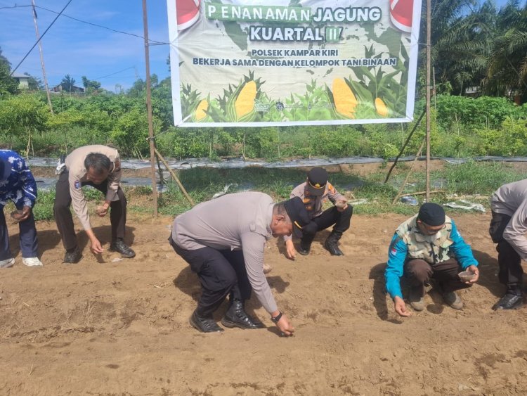 Polsek Kampar Kiri Sukses Laksanakan Penanaman Jagung Tahap II