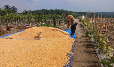 Pantau Pengeringan Jagung Pupil Bentuk Nyata Polsek Kampar Kiri Jadi Garda Terdepan Jaga Ketahanan Pangan
