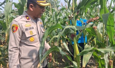 Cek Lahan Jagung Kuartal Ke dua,Polsek Kampar Kiri Terus Komitmen Sukseskan Ketahanan Pangan