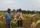 Demi Jaga Ketahanan Pangan Masyarakat,Polsek Kampar Kiri Terus Pantau Tanaman Jagung Diwilayah Hukum