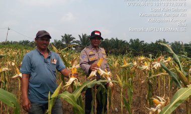 Demi Jaga Ketahanan Pangan Masyarakat,Polsek Kampar Kiri Terus Pantau Tanaman Jagung Diwilayah Hukum